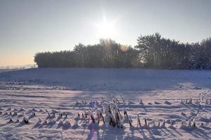 en vit snötäckt bit av jordbruksmark i vinter- på en solig dag. foto