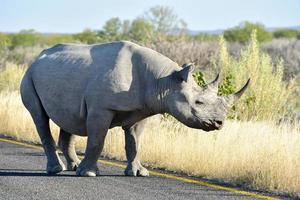 svart noshörning - etosha nationell parkera, namibia foto