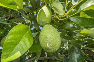 tropisk avokado på en gren. hälsa vitaminer foto