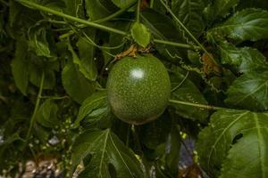 tropisk passionen frukt på en gren. hälsa vitaminer foto