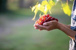 ung asiatisk bondens hand och druva skörda jordbrukare samarbeta med nyligen UPPTAGITS röd vindruvor till producera röd vin. foto