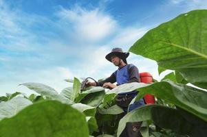 jordbrukare använda sig av jordbruks Utrustning och verktyg. blanda underhåll potions, öka tobak avkastning och välja ny odling metoder. ung jordbrukare och tobak jordbruk foto