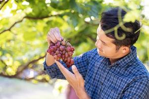asiatisk ung jordbrukare och druva skörda jordbrukare samarbeta med nyligen UPPTAGITS röd vindruvor till producera röd vin. foto