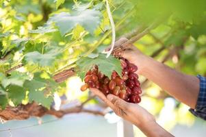 asiatisk ung jordbrukare och druva skörda jordbrukare samarbeta med nyligen UPPTAGITS röd vindruvor till producera röd vin. foto