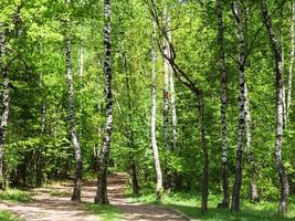 väg i grön björk skog foto