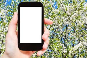 smartphone och blomstrande träd i vår foto