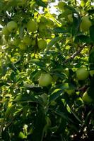 falla äpplen i fruktträdgård foto