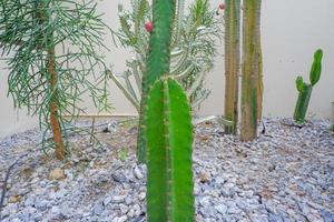 grön kaktus med taggar, ganska förgrening och klumpar sig. foto