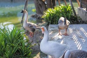 flock av grå och vit shitou gås avkopplande förbi de vatten foto