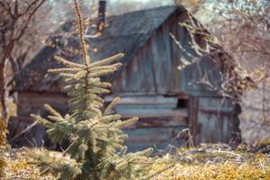 Bakom de jul träd är ett gammal övergiven trä- hus. foto