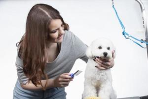 ung professionell groomer med sällskapsdjur. hon är Framställ med ett instrument. bichon hund och flicka frisör. foto