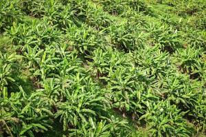 banan trädgård träd se på topp - banan plantage i de berg lantbruk Asien i thailand foto