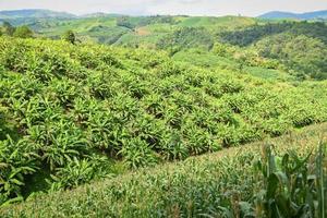 banan trädgård träd se på topp - banan plantage i de berg lantbruk Asien i thailand foto