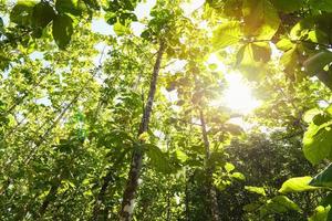 teak träd jordbruks i plantage teak fält växt med grön blad - solljus skog av färsk grön lövfällande träd inramade förbi löv med de Sol värma strålar genom de de lövverk foto