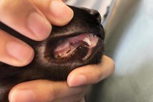 dessa lövfällande mjölk tänder kommer falla ut när de är 4 månader gammal, och de kattunges permanent vuxen tänder sedan växa i. foto