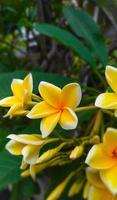 frangipani blommor i gul foto