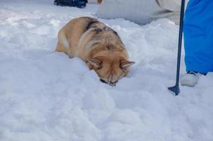 de hund sänkt dess huvud in i de snö. welsh corgi hund sökningar i de snö foto