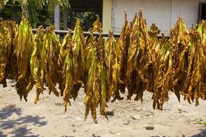 torkning traditionell tobak löv med hängande i en fält, Indonesien. hög kvalitet torr skära tobak stor blad. foto