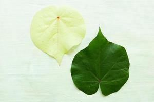 hibiskus tiliaceus blad eller waru varigata isolerat på vit bakgrund foto