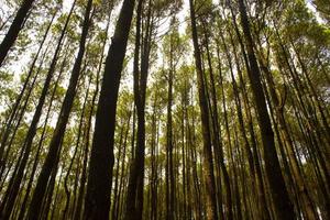 låg vinkel skott av av en lugn tall skog i yogyakarta. hutan pinus foto