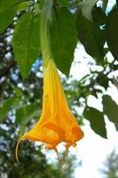 gul brugmansia eller bunga trumpet, änglars trumpet eller datura blomma blomma i en trädgård foto