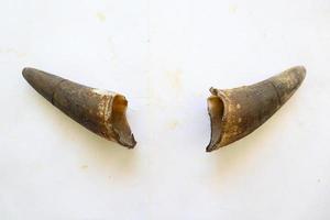 huvud ko . buffel skalle med horn på vit tegel bakgrund foto