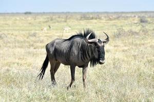 gnu i etosha nationell parkera foto