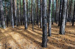 sibirisk tall träd skog foto