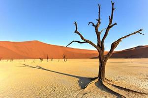 död- vlei, namibia foto