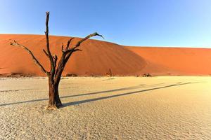 död- vlei, namibia foto