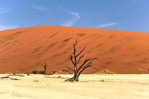 död- vlei, namibia foto