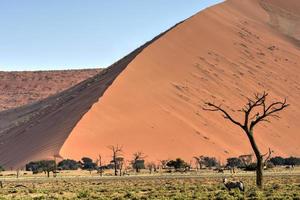 namib öken, namibia foto