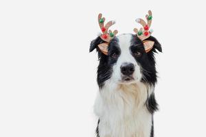 glad jul begrepp. rolig söt valp hund gräns collie bär jul kostym rådjur horn hatt isolerat på vit bakgrund. förberedelse för Semester. foto
