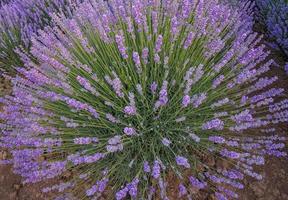 Fantastisk stor lavendel- blomma buskar stänga upp. foto