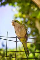 stänga upp Foto av en munk parakit papegoja Sammanträde på en maska staket