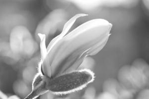 magnolia blomma på en magnolia träd tagen i svart och vit. magnolia träd foto