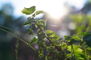 röd vinbär på buske i trädgård med solljus i bakgrund. vitamin c rik frukt foto