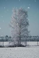 snöig björk träd på en vintrig fält. frost former is kristaller på de grenar. foto