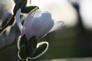 magnolia blomma på en magnolia träd. magnolia träd är en Sann prakt foto