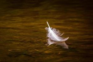 vit fågel fjäder på de grön bakgrund foto