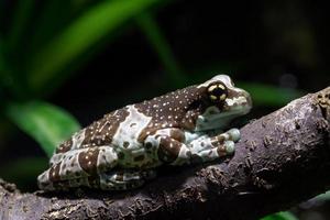 amazon mjölk groda - trachycephalus resinifictrix foto