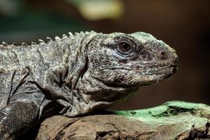 de utila leguan på en gren ctenosaura bakeri är en kritiskt endangered ödla arter. foto