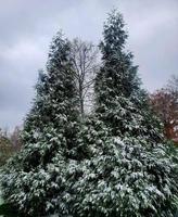 vintergröna efter en snöstorm foto