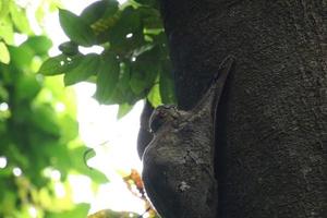 sunda pälsfladdrare i en natur boka under de skugga i en boka foto