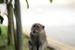 lång tailed makak Macaca fascicularis foto