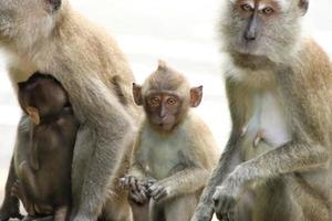 lång tailed makak Macaca fascicularis foto