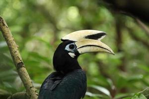 orientalisk pied hornbill i en mangrove ser på de kamera foto