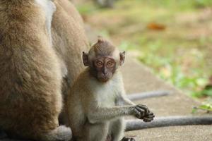 lång tailed makak Macaca fascicularis foto