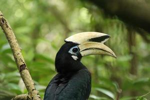 orientalisk pied hornbill i en mangrove ser på de kamera foto