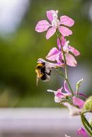 små hård arbetssätt humla sammankomst pollen från rosa alpina riddarsporre, riddarsporre elatum, blomma under solig sommar dag. foto